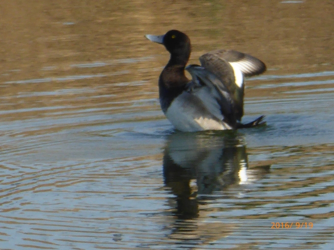 GREATER SCAUP cleaning up...