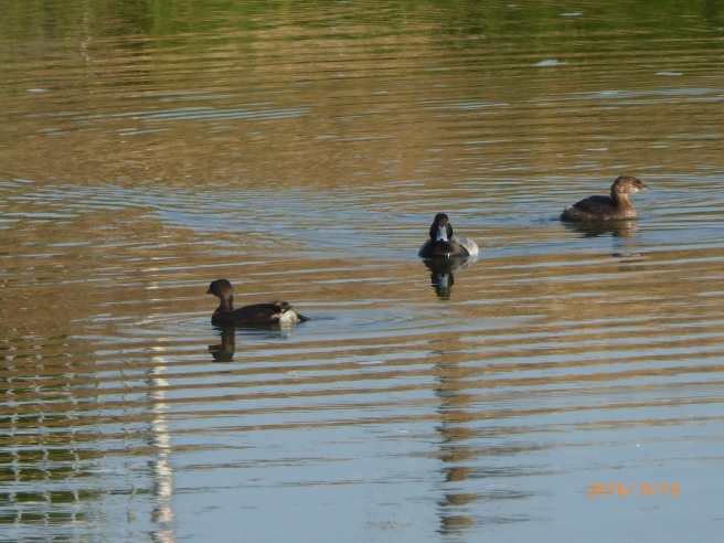 PIED-billed GREBES w/their scrubbed friend, the GREATER SCAUP